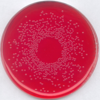 BPLS AGAR MODIFIED BRILLIANT-GREEN PHENO